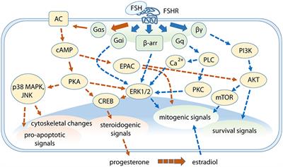 Molecular Mechanisms of Action of FSH